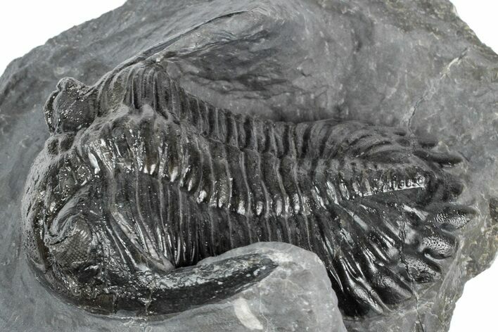 Detailed Hollardops Trilobite Fossil - Ofaten, Morocco #346540